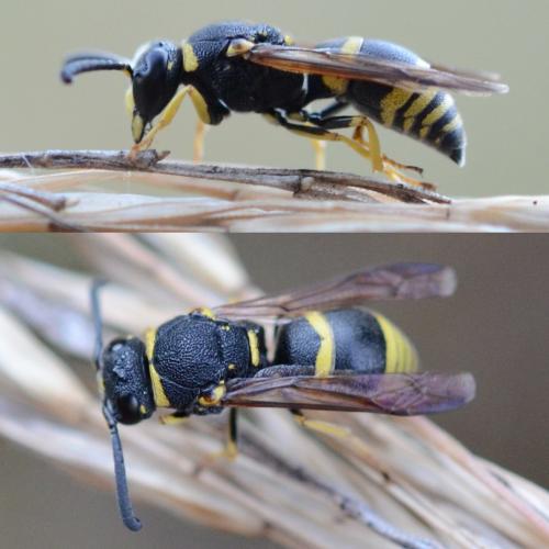 Euodynerus sp.